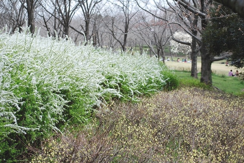 e0025300_1704999.jpg