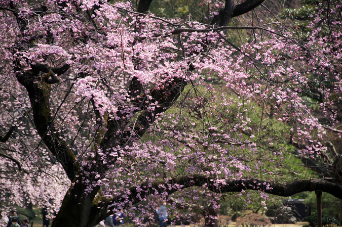 a0263109_10494296.jpg