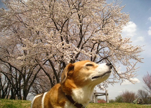 c0084117_1810782.jpg