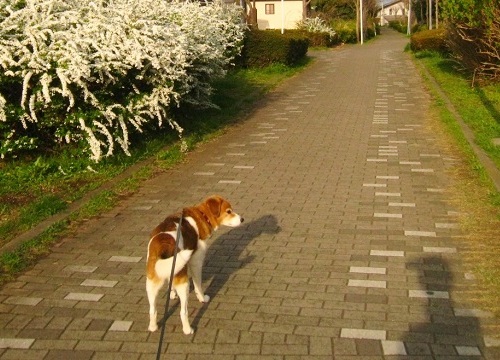 c0084117_1891785.jpg