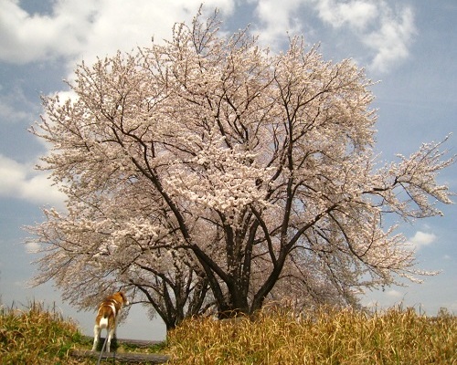 c0084117_1894942.jpg