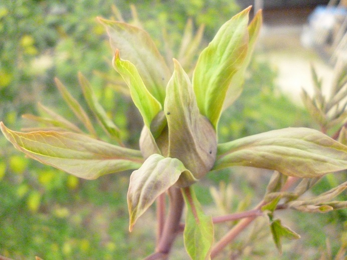 f0228619_2014666.jpg