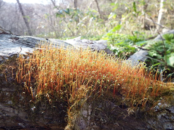 f0118332_0375839.jpg