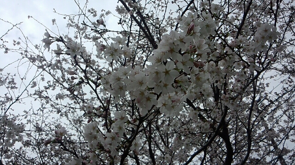 c0235348_2331780.jpg