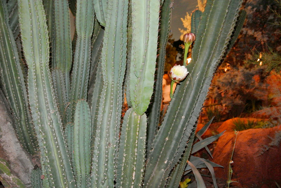 b0036363_20375384.jpg