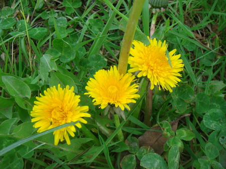 a0247585_6334517.jpg