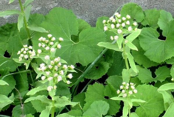e0143690_8243813.jpg