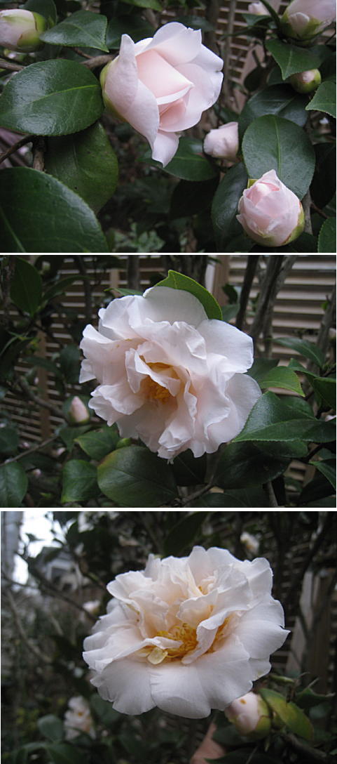d0046702_715352.jpg