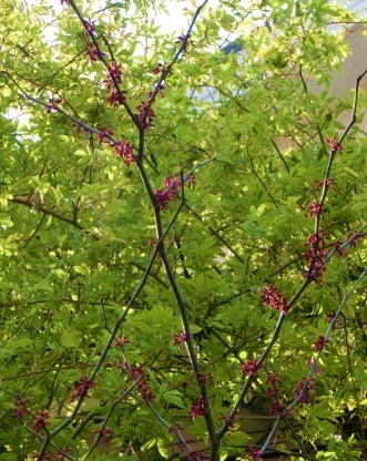 c0204121_20525590.jpg