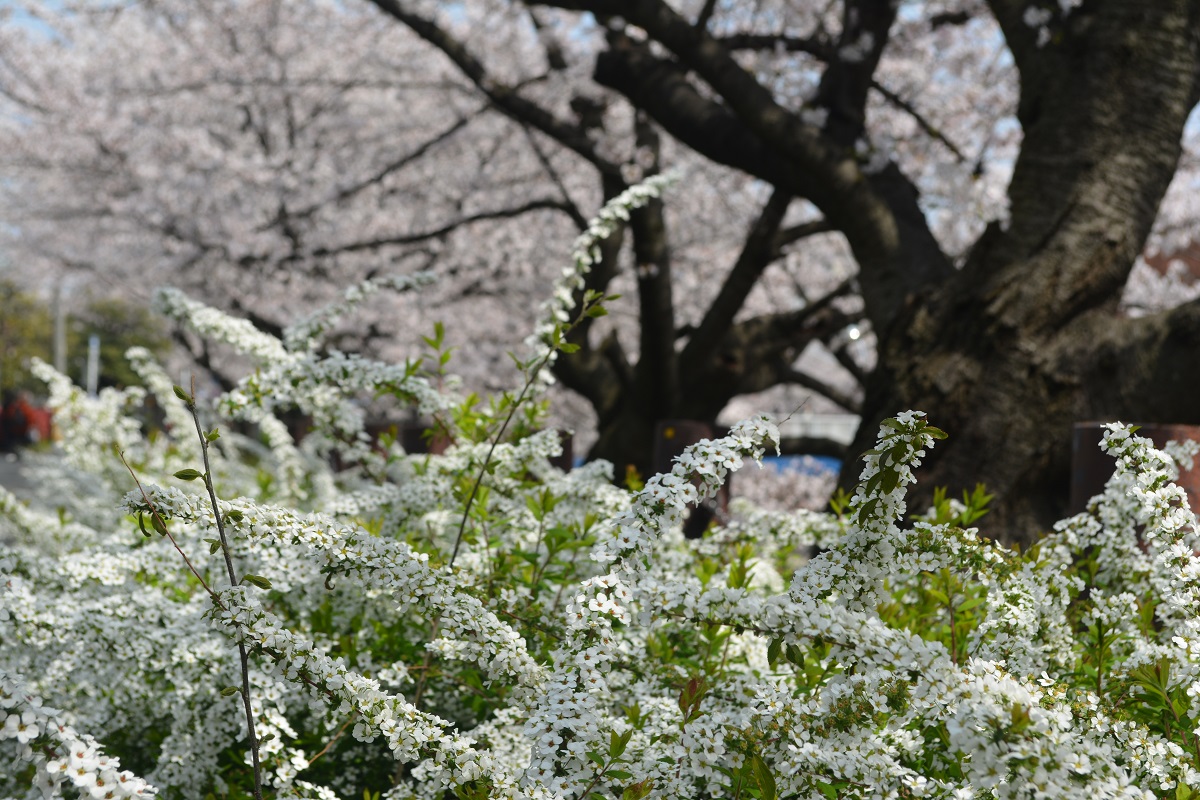a0055650_1315825.jpg