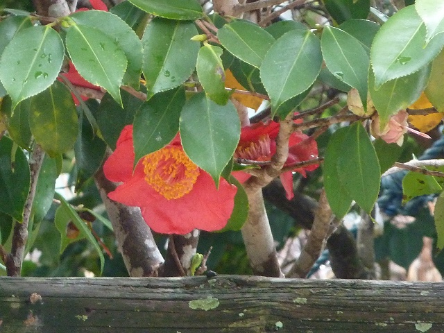 e0278968_21215369.jpg