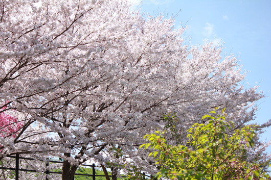 b0170373_12562848.jpg