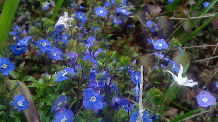 f0215179_8131558.jpg