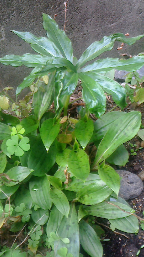 f0215179_8143366.jpg