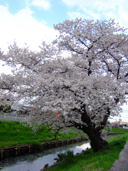 a0105480_1728699.jpg