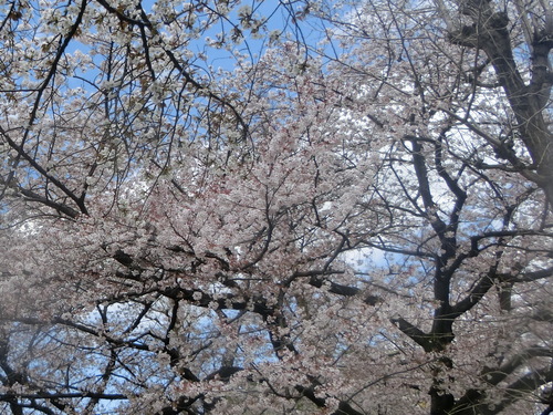 a0319693_1649483.jpg