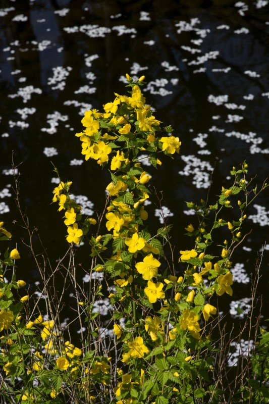 f0224100_803476.jpg