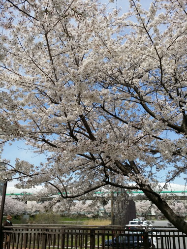 b0129008_20253331.jpg