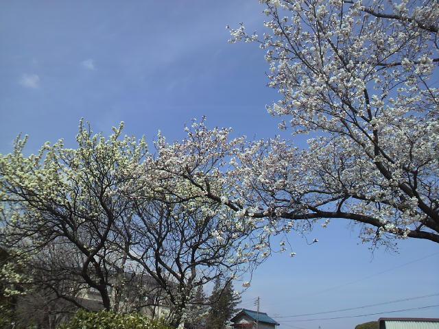 e0033013_21202433.jpg