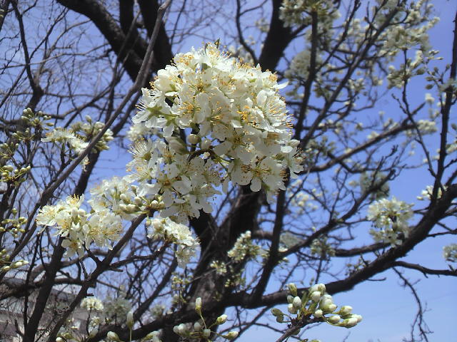 e0033013_2129596.jpg