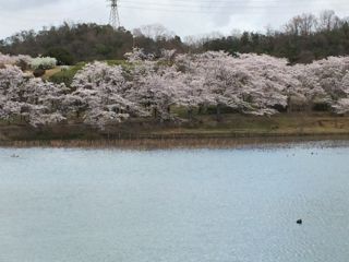 f0086618_824091.jpg