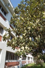 e0071324_1291362.jpg