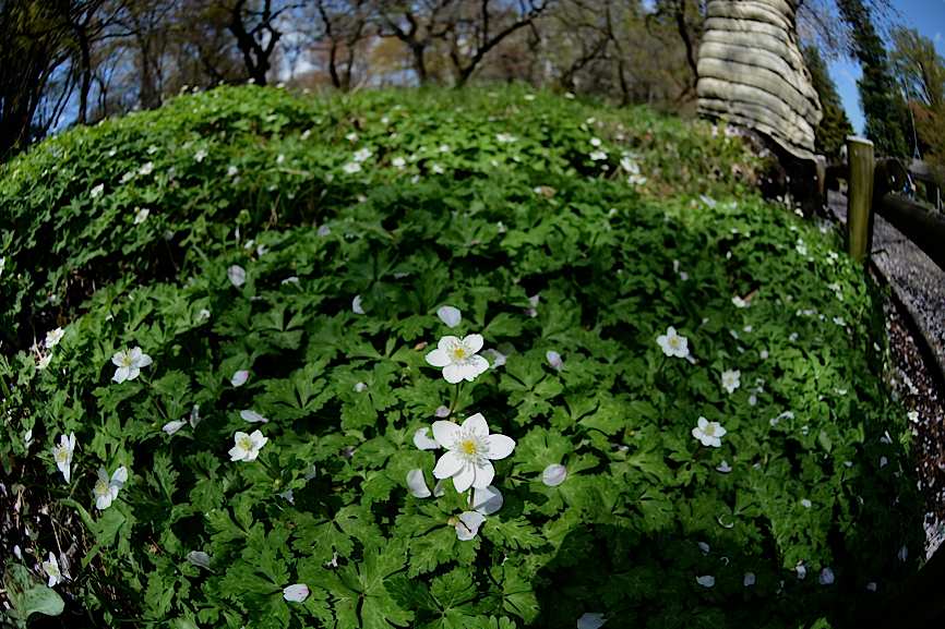 d0303129_337498.jpg