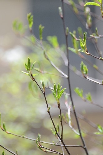 c0186463_1610015.jpg