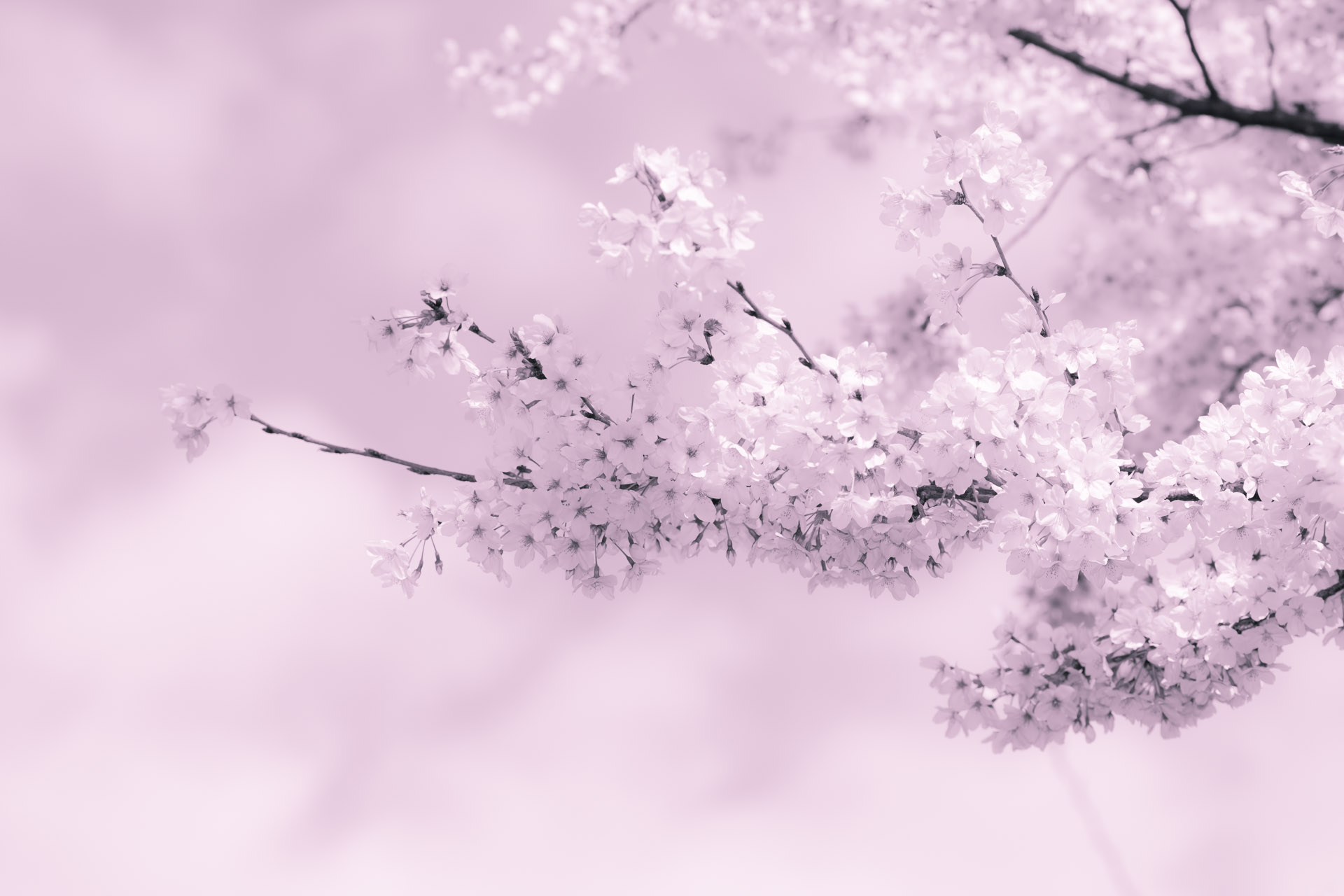 望遠レンズを使って、アート風な桜を撮る!