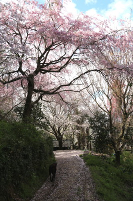 f0037378_11554661.jpg