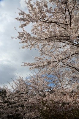 f0037378_1156017.jpg