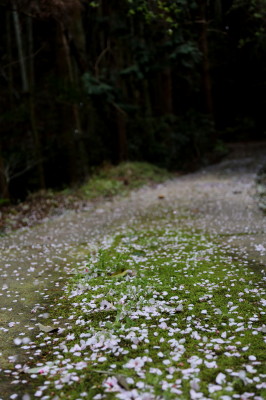 f0037378_1156538.jpg