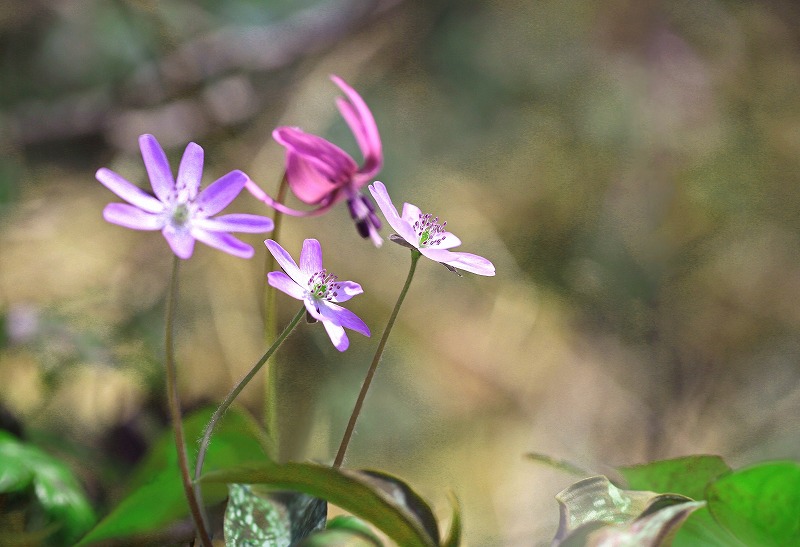 f0000789_2352013.jpg