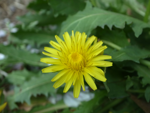 e0271890_20540771.png
