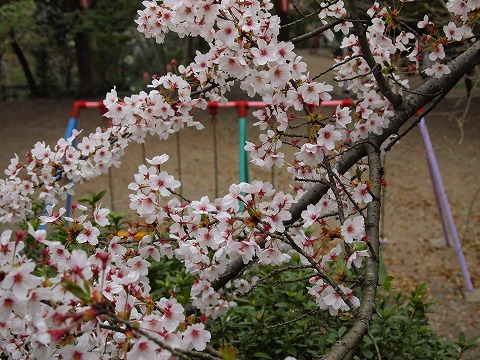 a0152391_14464896.jpg