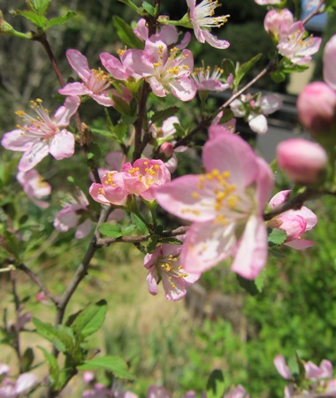 e0033301_2122767.jpg