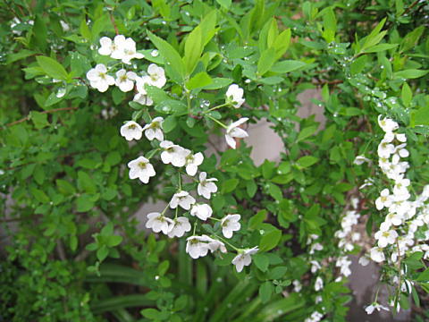 d0046702_14491120.jpg