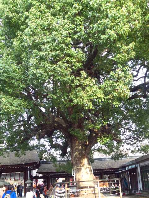 e0113504_351460.jpg
