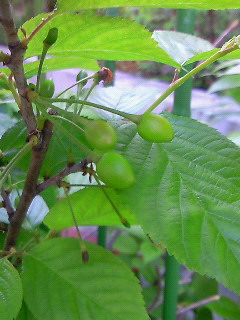 a0155907_010523.jpg