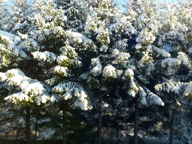 f0100911_173038.jpg