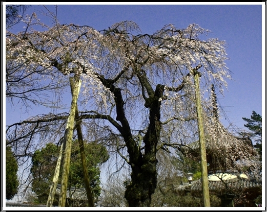 c0223117_931279.jpg