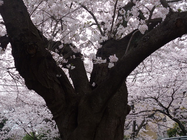 f0182920_834328.jpg