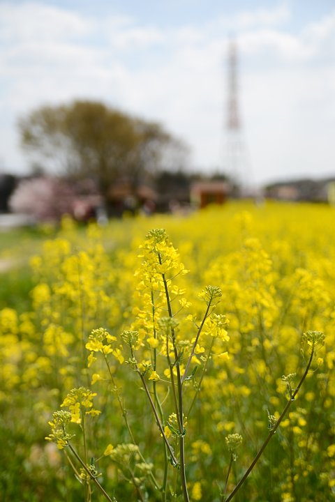 b0134829_16323248.jpg