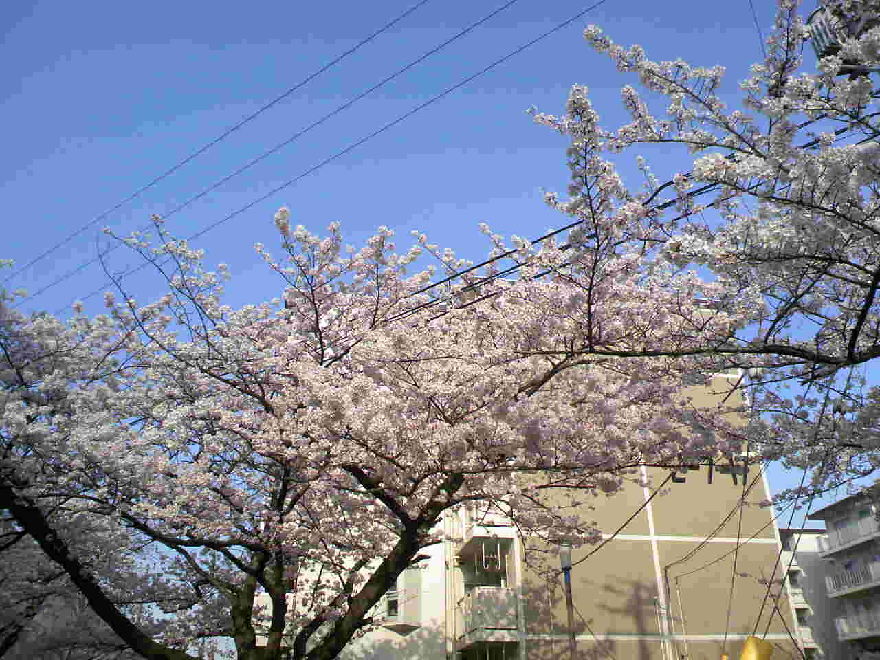 f0034334_17203.jpg