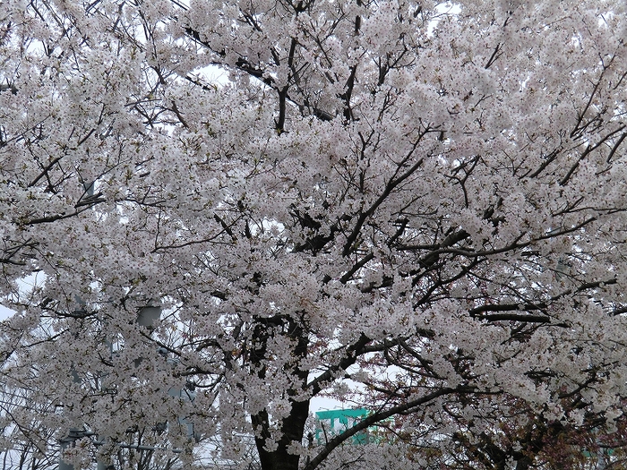 b0029438_0125310.jpg