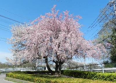 e0172950_7495059.jpg