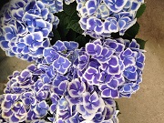 c0079255_20345615.jpg