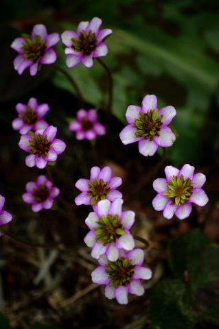 e0045768_20274198.jpg