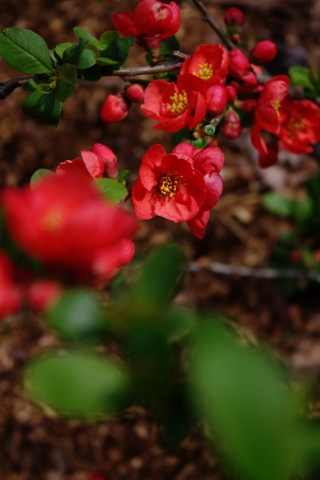e0045768_20291317.jpg