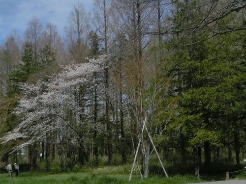 a0319693_1811696.jpg
